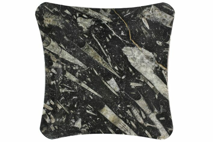 Fossil Orthoceras & Goniatite Square Plate - Stoneware #140258